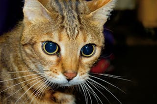 Beidseitige Mydriasis bei einer Katze. Dieser Befund ist ein möglicher Hinweis auf eine hochgradige Hirnschädigung nach Schädeltrauma. In diesem Fall handelte es sich jedoch um die Folge einer beidseitigen Netzhautschädigung infolge eines Traumas, das vermutet wurde, da die Katze ein normales Bewusstseinslevel hatte.